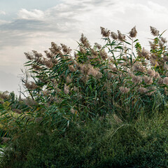 Lush green reeds with feathery, golden-brown seed heads stand tall against a soft, overcast sky, creating a serene natural landscape.
