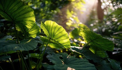 Lush tropical foliage bathed in sunlight (1)
