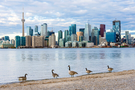 Group of Canada geese, Branta Canadensis, in Ward's Island with Toronto skyline in the background, Ontario Lake, Canada