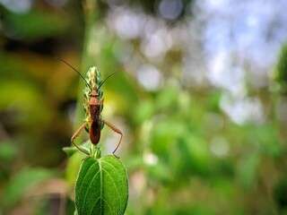 Close-Up of Rhizome Insects (Coreidae): Detail of Legs and Antennae on Wild Plants