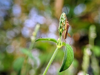 Nature Photography: Coreidae Insects in the Morning with Soft Light
