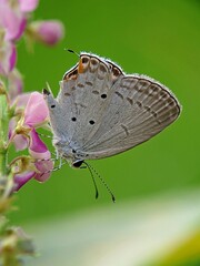 Small Butterfly (Zizula hylax) Sucking Flower Nectar with Natural Green Background