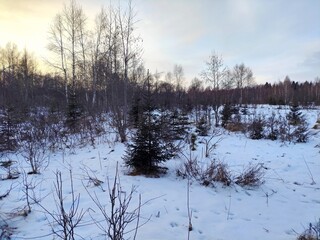 Beautiful winter wild nature. Snow covered trees and bushes. Unique forest image before the New Year.