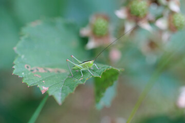 large green saber grasshopper on a leaf