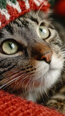 Naklejka premium festive cat close-up with green eyes and red knitted hat against cozy red fabric background in warm seasonal composition