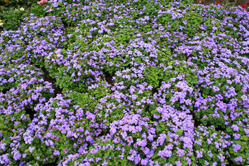 Decorative ageratum flowers bloom in a flower garden