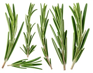 Fresh rosemary sprigs on white background