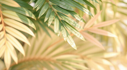 Houseplant green foliage with sunlight on beige background, concept of plant care