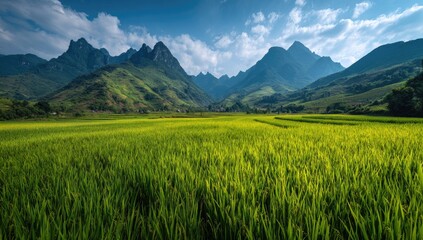 Fototapeta premium Lush green rice paddies stretching towards majestic mountains under a partly cloudy sky