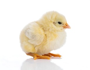 Fototapeta premium Fluffy yellow chick, profile view