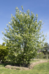 Fototapeta premium Prunus padus en fleurs