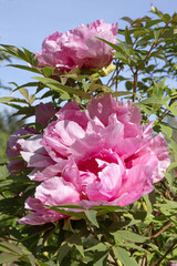 Pivoine arbustive rouge