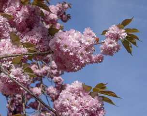 Prunus serrulata Kanzan