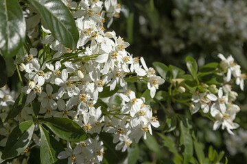 Fleurs de Choisya ternata	