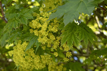Feuillage d'Acer platanoides