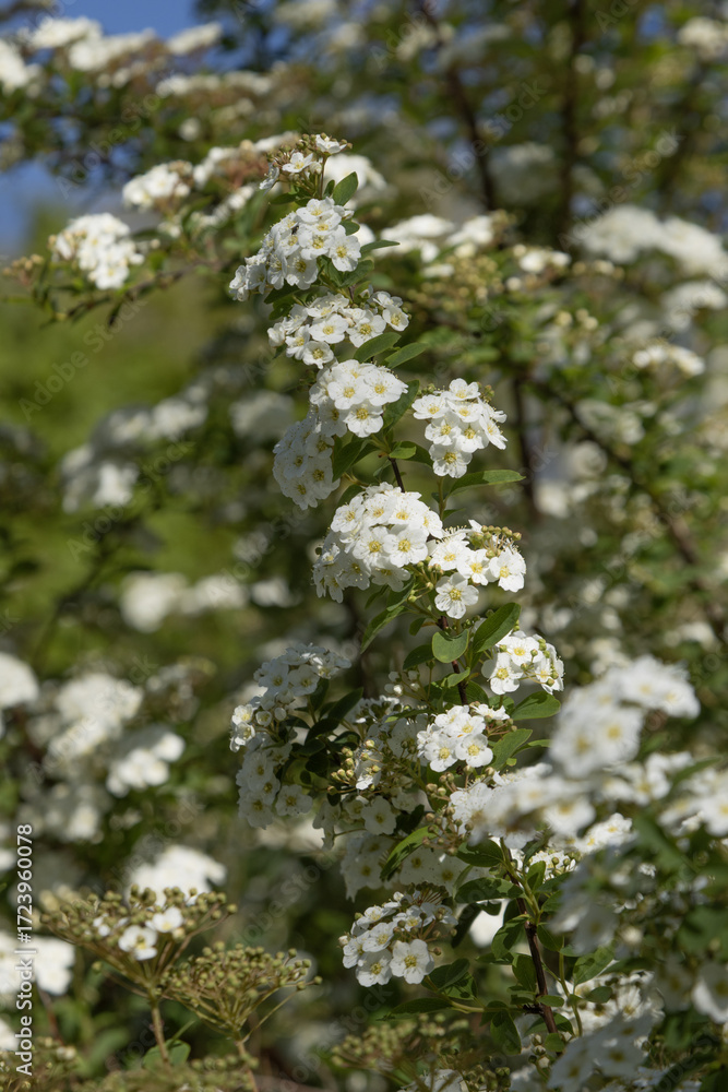 Wall mural spiraea nipponica en fleurs