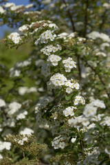 Spiraea nipponica en fleurs