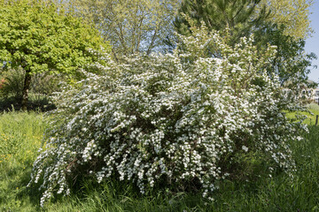 Spiraea nipponica en fleurs