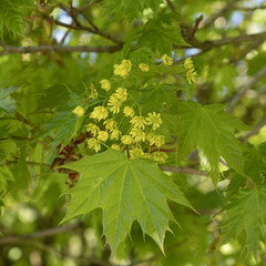 Feuillage d'Acer platanoides