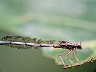 Close-up Portrait of a Dragonfly with Intricate Transparent Wings, Showing Details of the Legs and Head - Scientific Name: Zygoptera