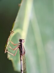 Damselfly Resting on Leaf Tip, Natural Macro Photography in Indonesia - Scientific Name: Zygoptera