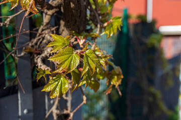 Close-up of fresh green maple leaves on a spring vine, glowing in sunlight. The blurred background emphasizes the vibrant, glossy leaves, symbolizing new growth and spring.
