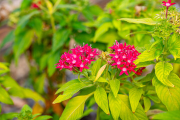 Pentas lanceolata, commonly known as Egyptian starcluster, is a species of flowering plant in the madder family, Rubiaceae that is native to tropical Africa from Sudan to Democratic Republic of the Co