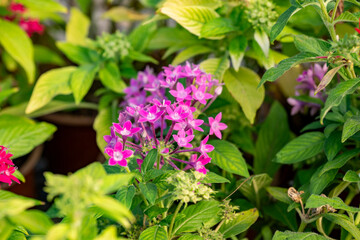 Fototapeta premium Pentas lanceolata, commonly known as Egyptian starcluster, is a species of flowering plant in the madder family, Rubiaceae that is native to tropical Africa from Sudan to Democratic Republic of the Co
