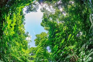 Panoramic view, dense forest canopy, ground level perspective, vertical orientation, green hues, natural light, intricate foliage tapestry, no human-made structures, slight distortion, realistic natu