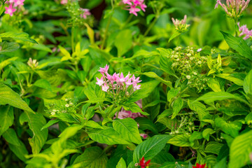 Fototapeta premium Pentas lanceolata, commonly known as Egyptian starcluster, is a species of flowering plant in the madder family, Rubiaceae that is native to tropical Africa from Sudan to Democratic Republic of the Co