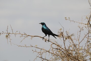Glossy starling perched on a thorn tree in Kruger National Park, South Africa.