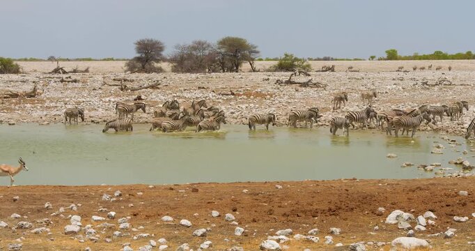 4K video; timelapse of various animals (Zebra's and Springbok antelopes) visiting a waterhole in Etosha National Park Namibia