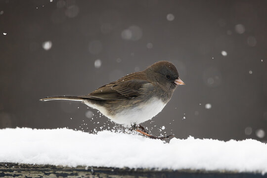 Dark-Eyed Junco