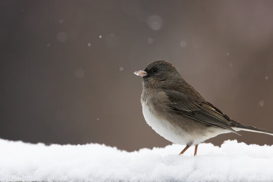 Dark-Eyed Junco