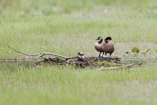Geese Couple