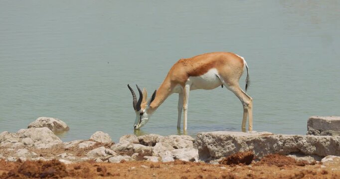 4K video; Springbok  (Antidorcas marsupialis) antelope drinking from waterhole, Namibia