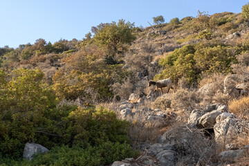 Goats grazing in a rocky, dry landscape on the island of Crete, Greece. The animals stand among stones and cactus plants near a wire fence with dense green bushes in the background.