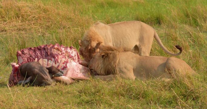 4K video; two male lions (Panthera leo) eating from a killed Cape Buffalo (Syncerus caffer), Botswana