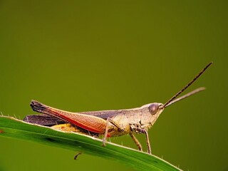 Fototapeta premium Sharp Focus: Macro Photo of Adult Grasshopper on Green Plant for Agricultural Insect Illustration