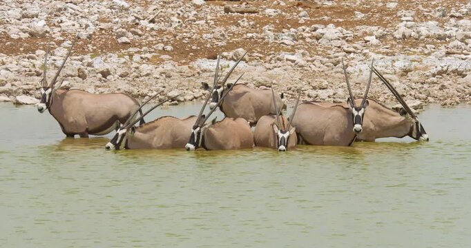 4K video. Group of seven Gemsbok antelopes (Oryx gazella) standing in and drinking from a waterhole, Namibia
