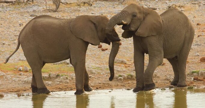 4K video; two young African elephants playing on the bank of a waterhole, Etosha National Park Namibia