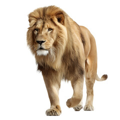 Obraz premium Majestic male lion with a full mane walking forward isolated on transparent background