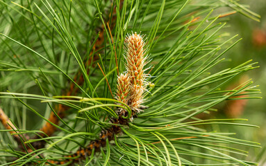 Female and male flowers of Japanese black pine.