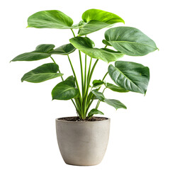 Lush green potted plant with large heart shaped leaves isolated on transparent background