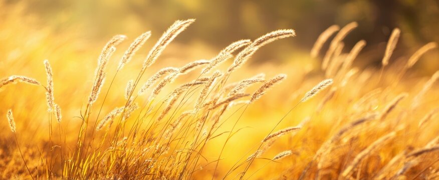 The Grass Stems Bathed in Golden Sunlight in a Warm Autumn Field