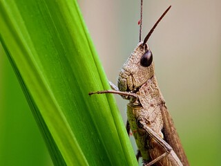 Sunny Morning: Grasshopper on Leaf Tip in Sunlight for Small Animal Documentation