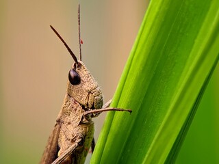 Unique Texture: Grasshopper Head and Long Antennae on Leaves for Conservation Photography