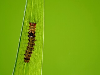 Powerful Symbiosis: Long-Haired Silkworms on Green Leaves: A Unique Defense Method for Tropical Fauna
