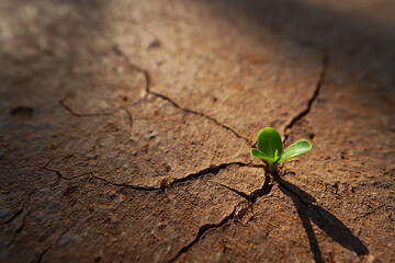 Resilient Seedling Emerges from Arid Earth A Testament to Natures Unyielding Power
