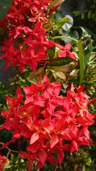 Fototapeta premium red and green leaves